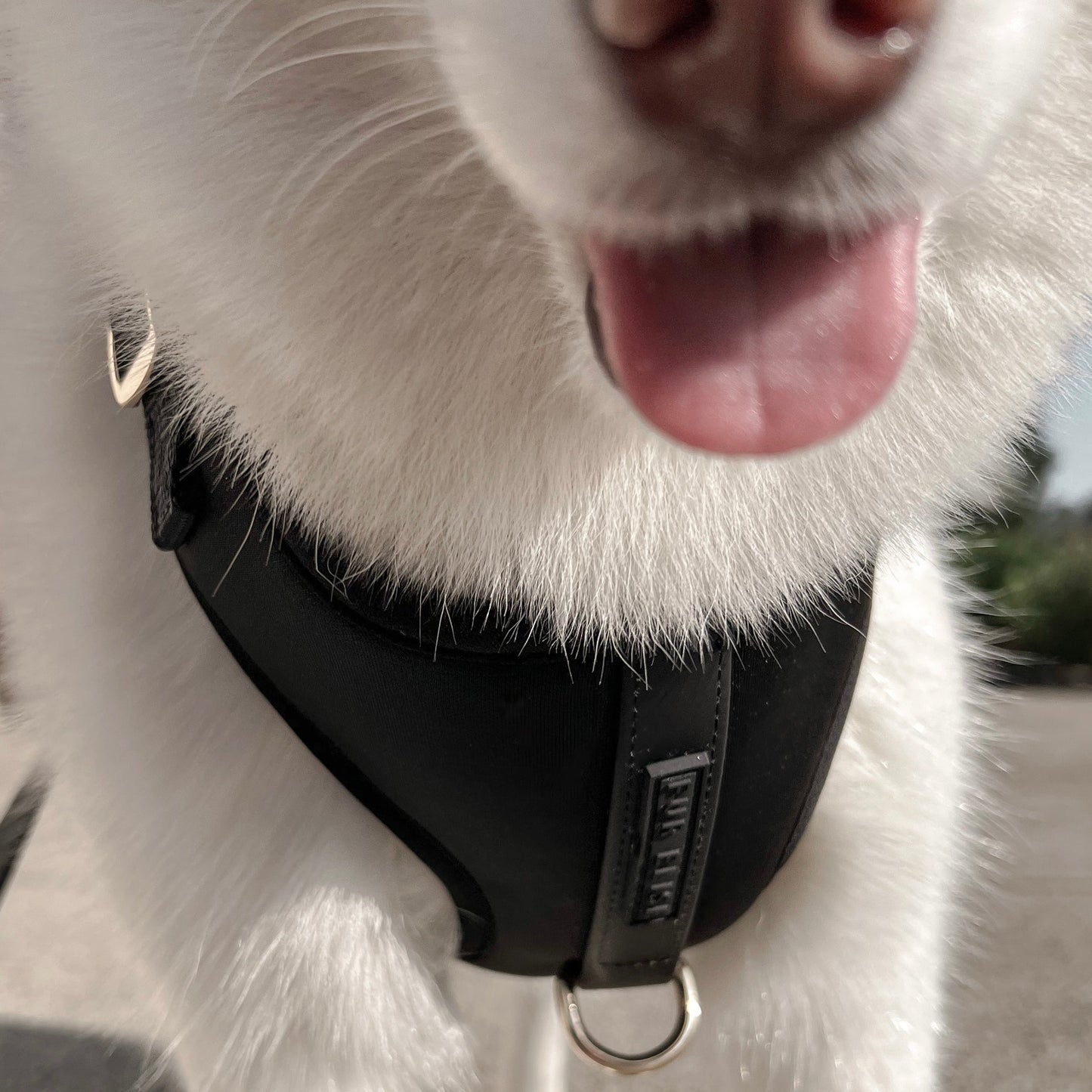 Elise Harness - Noir Elise Galleria