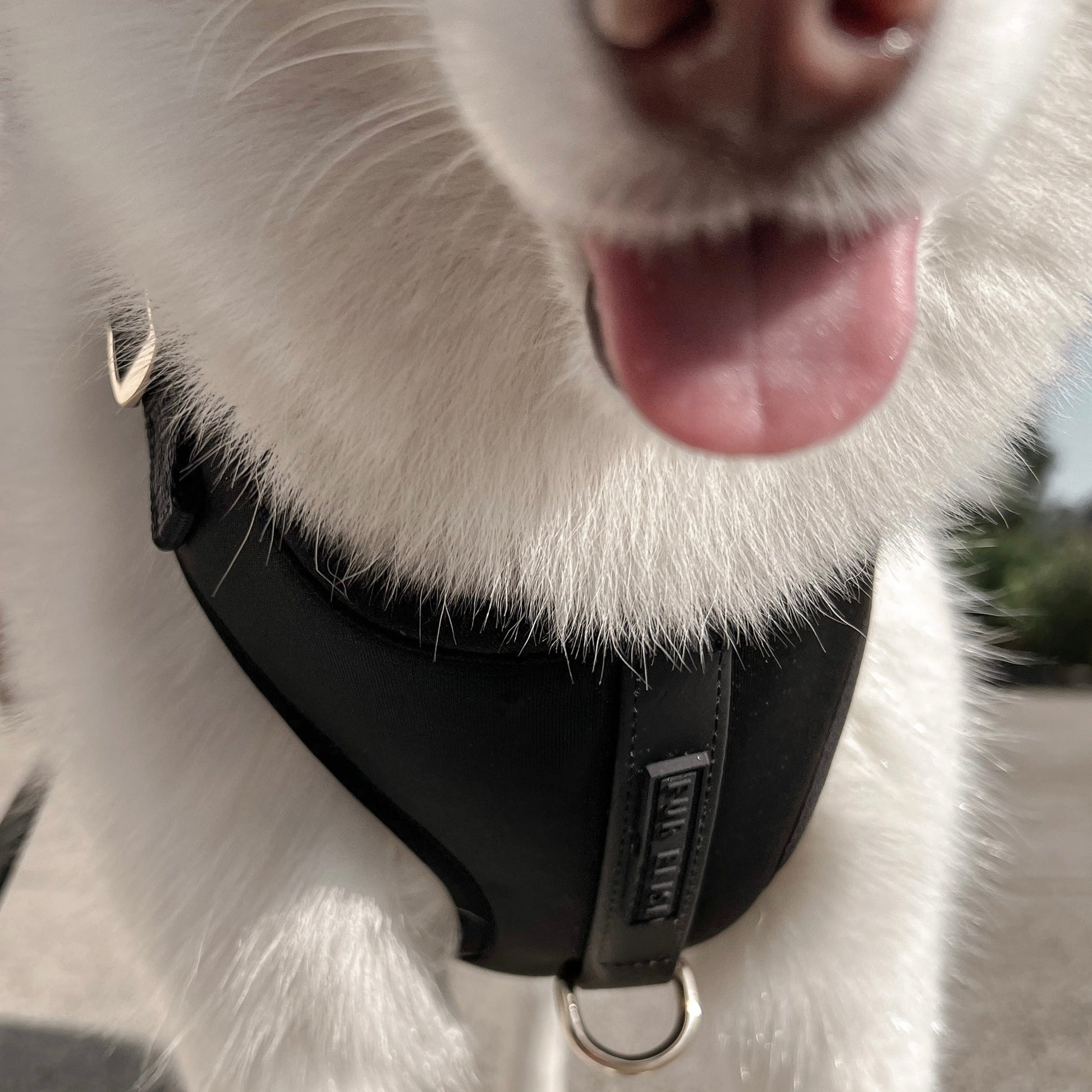 Elise Harness - Noir Elise Galleria