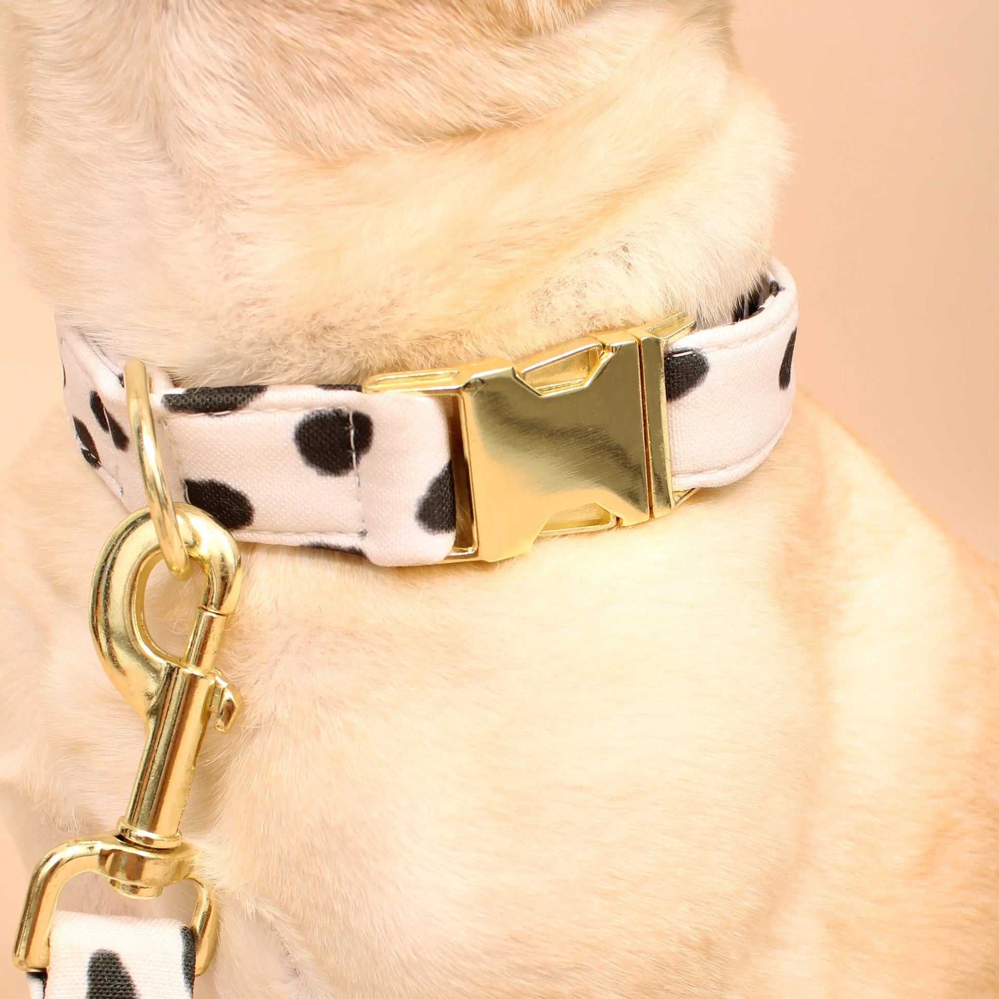 San Francisco Recycled Dog Collar Lil Archies