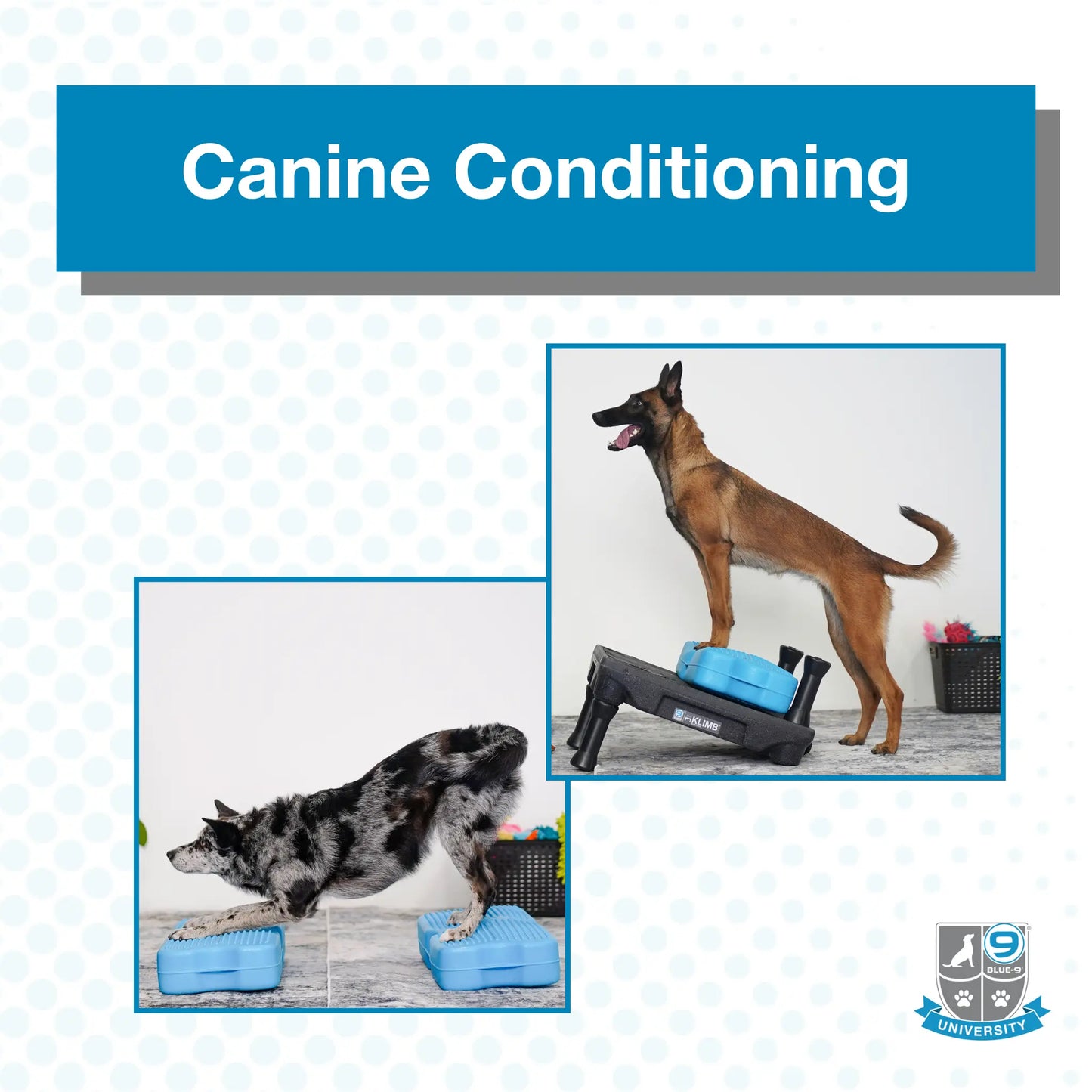 Canine Conditioning (Digital) Blue-9 Pet Products