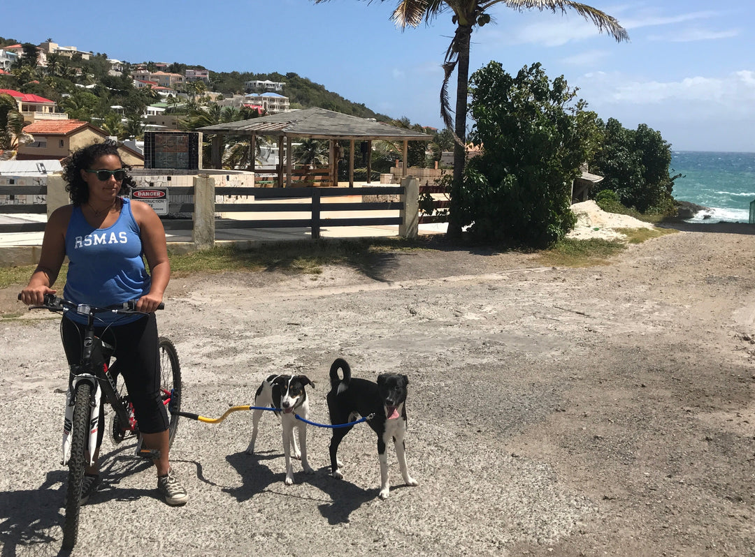 Dog Coupler for Biking and Walking