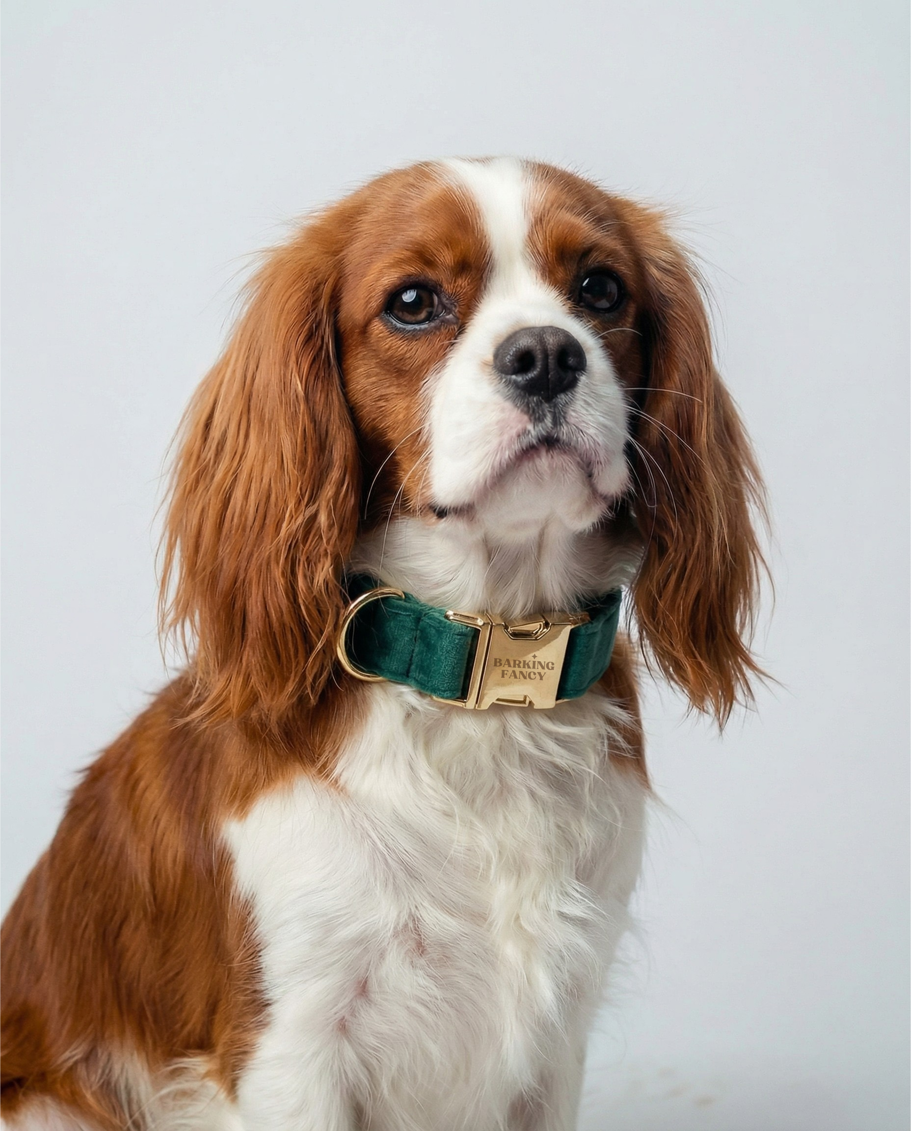 Signature Velvet Collar - Fir