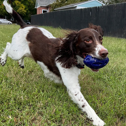 Chewie Squeak Rubber Football Alpha Pak