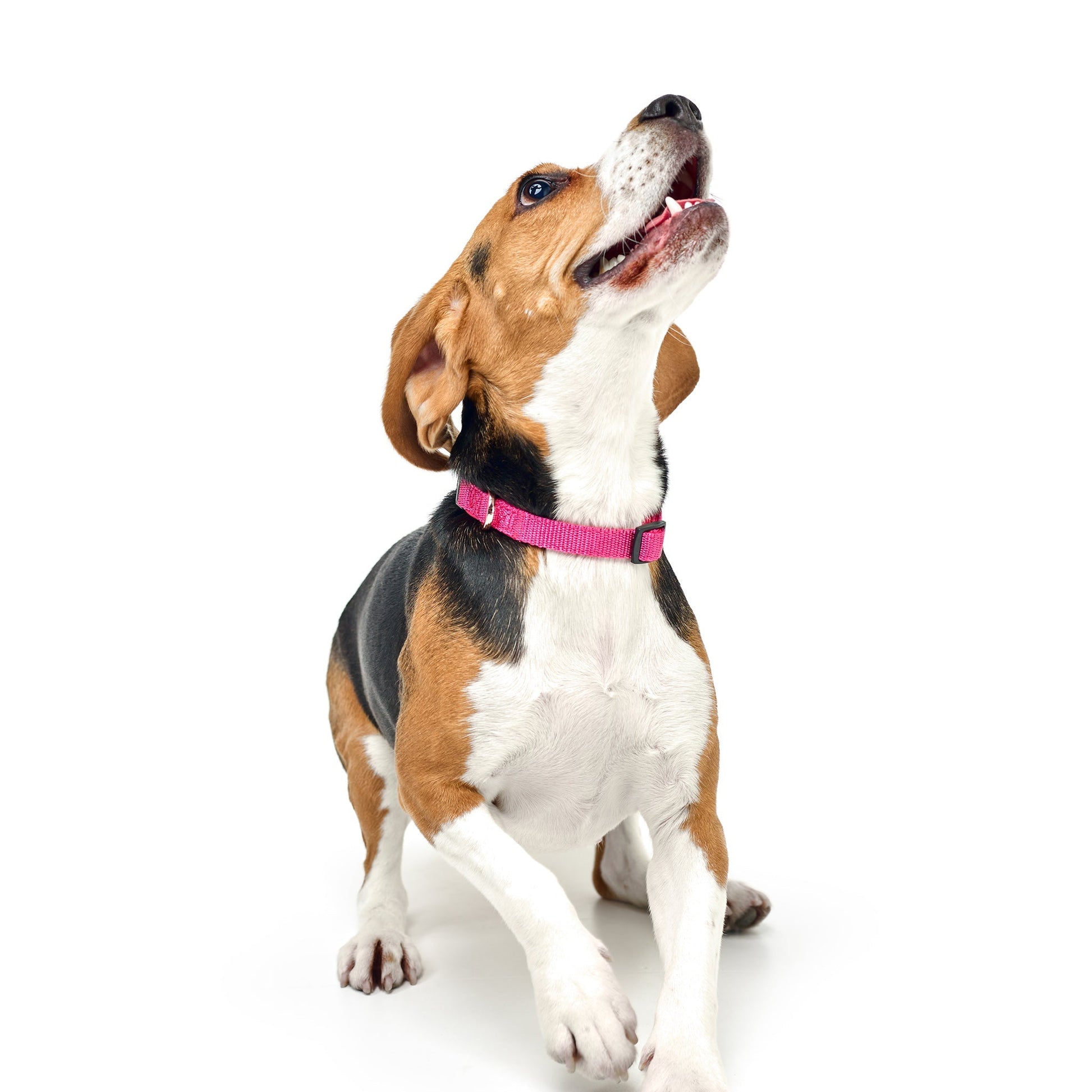 City Collar - Park Ave Pink Dogistry™