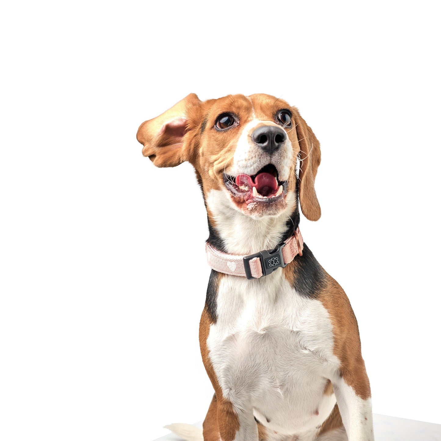 City Collar - Sweetheart Dogistry™