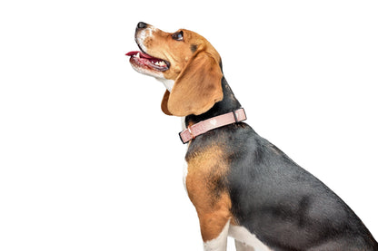 City Collar - Sweetheart Dogistry™