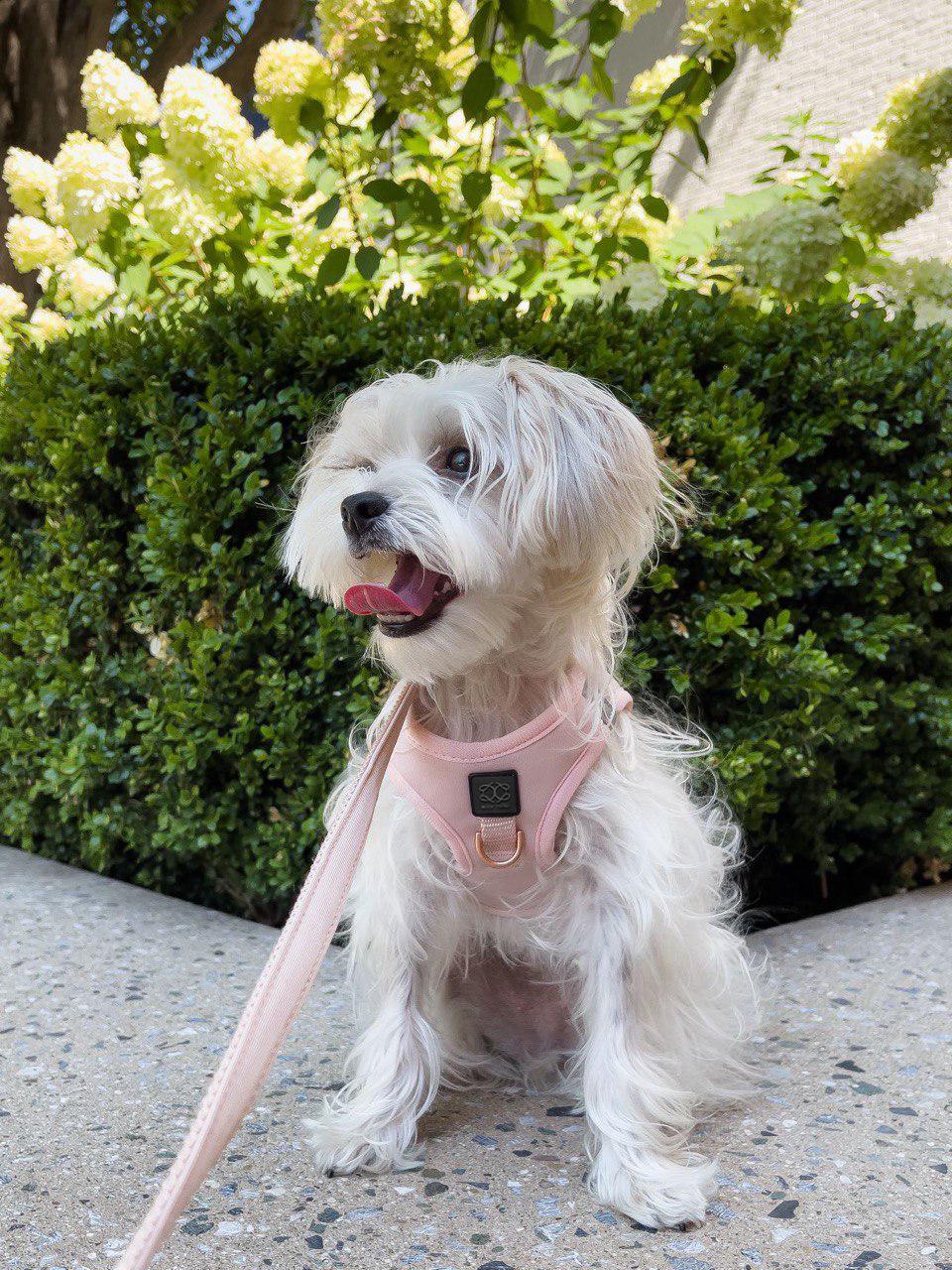 City Dog Leash - Blush Dogistry™