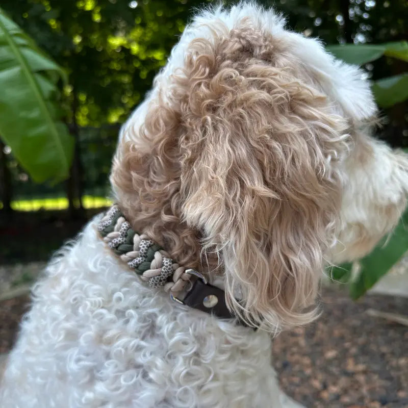 Coiled Charm Hand Braided Dog Collar in Olive, Light Tan, & Coyote Brown Diamonds Pawsh Pup Co.