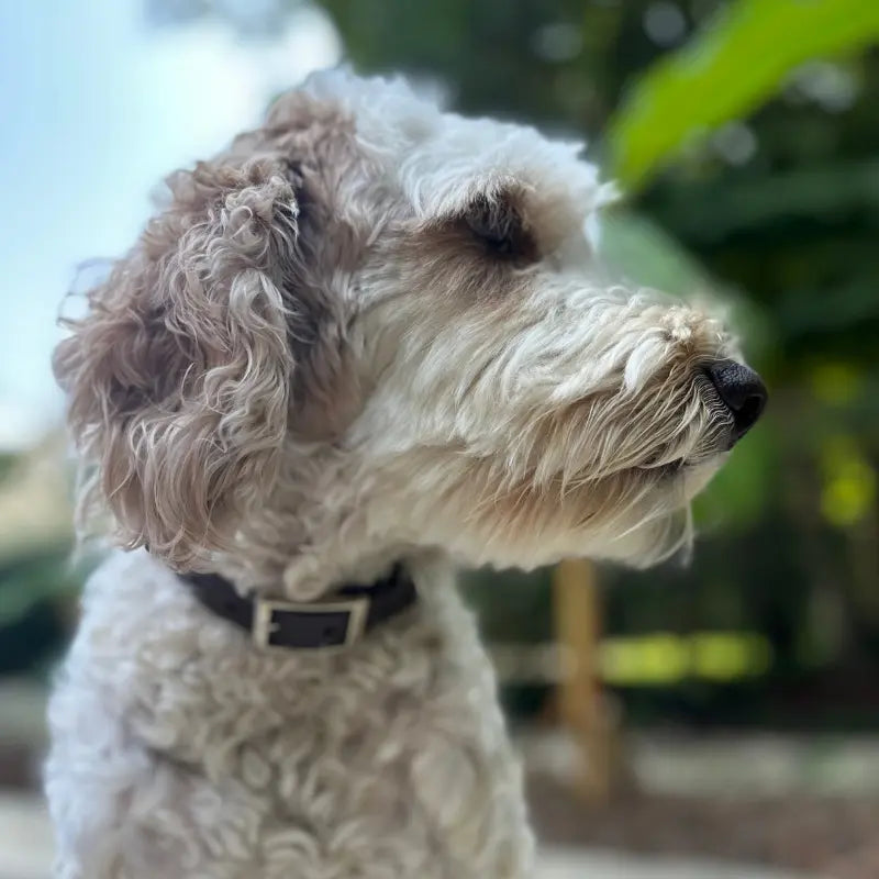 Coiled Charm Hand Braided Dog Collar in Olive, Light Tan, & Coyote Brown Diamonds Pawsh Pup Co.