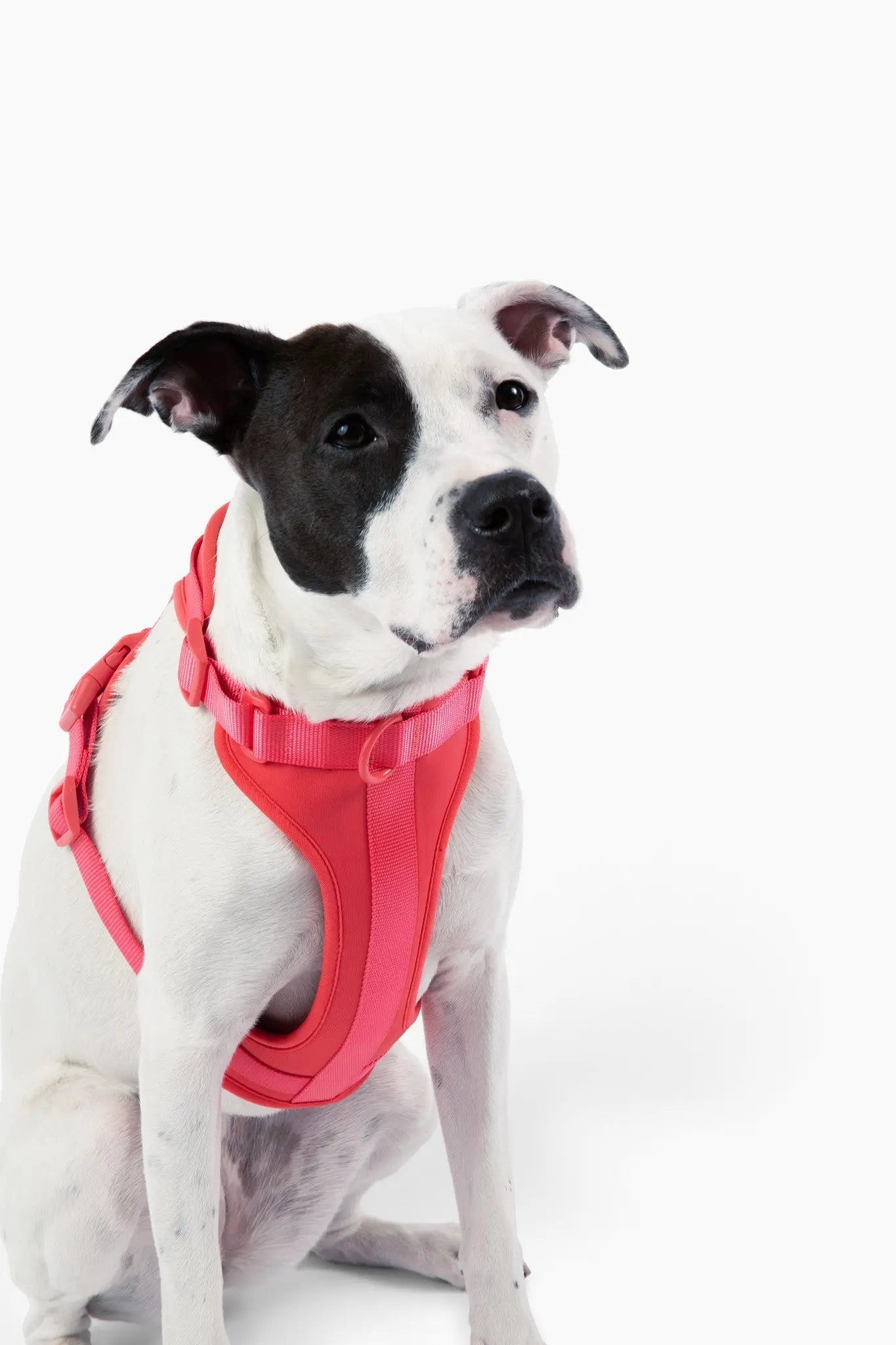 Harness