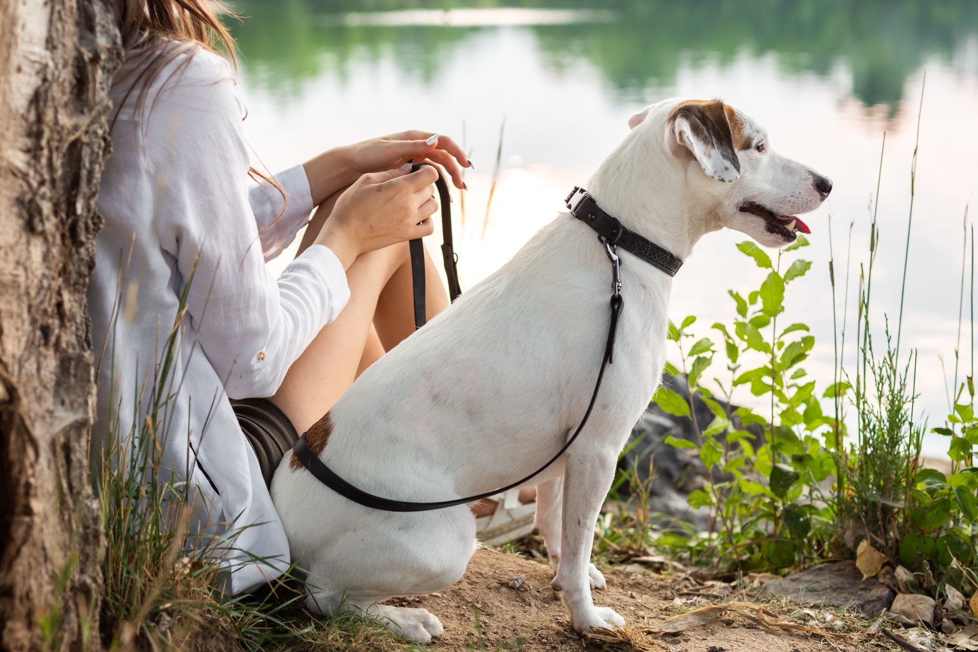 Celtic Sport Midnight Black Leather Dog Collar Euro-Dog Collars and Leads