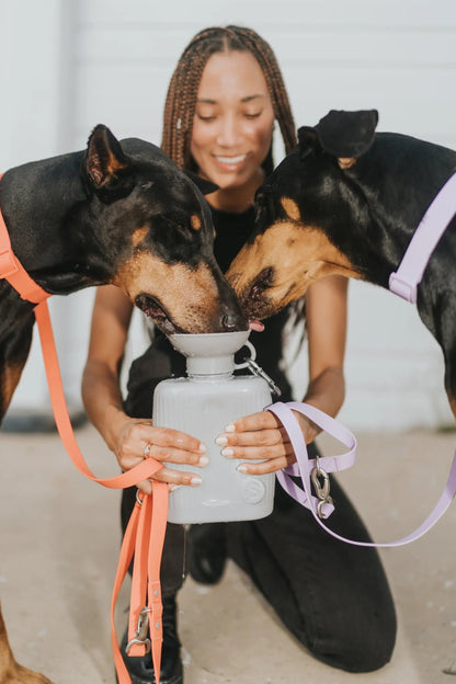 44oz Original Dog Travel Water Bottle Springland Pets