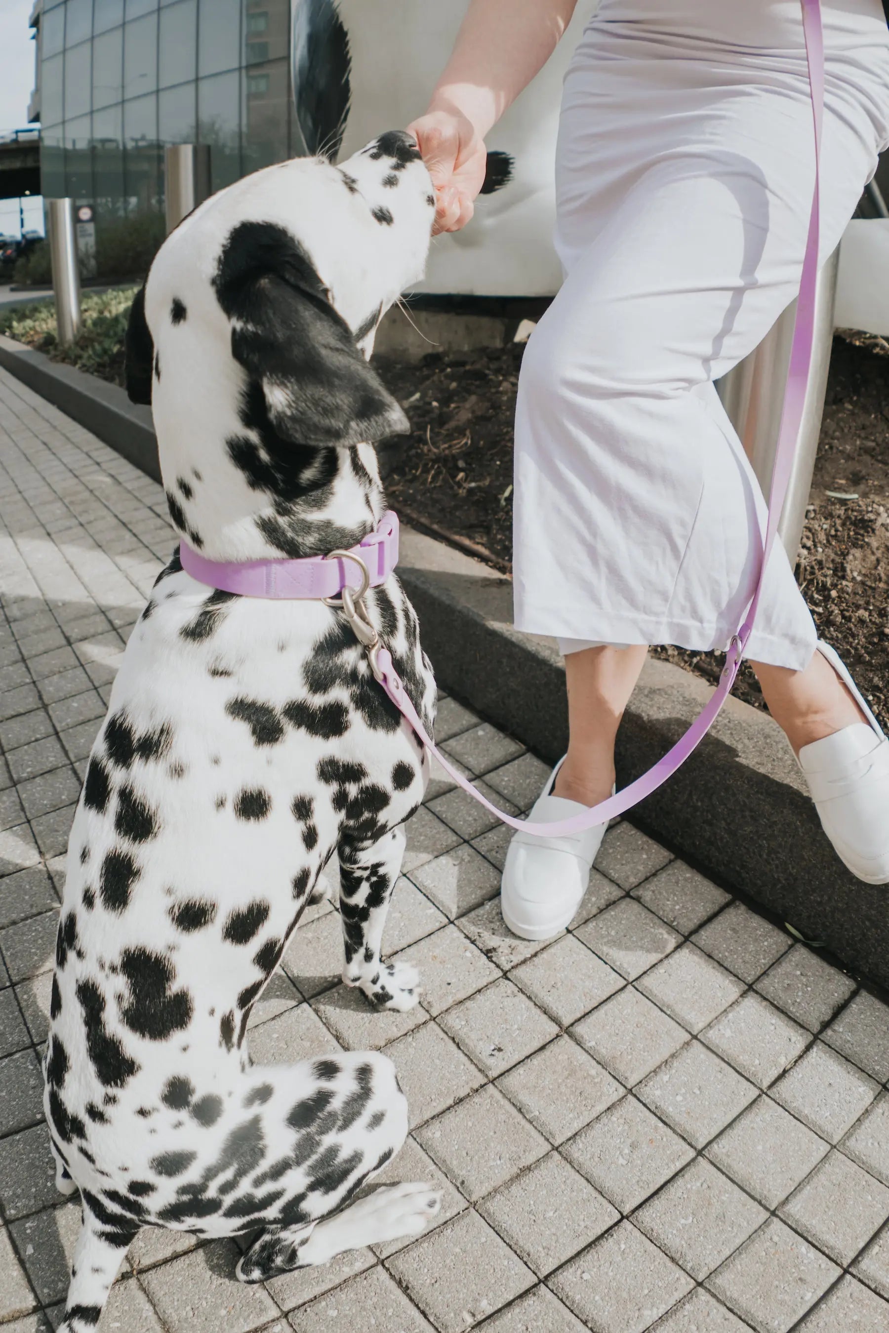 Original Waterproof Dog Collar Springland Pets