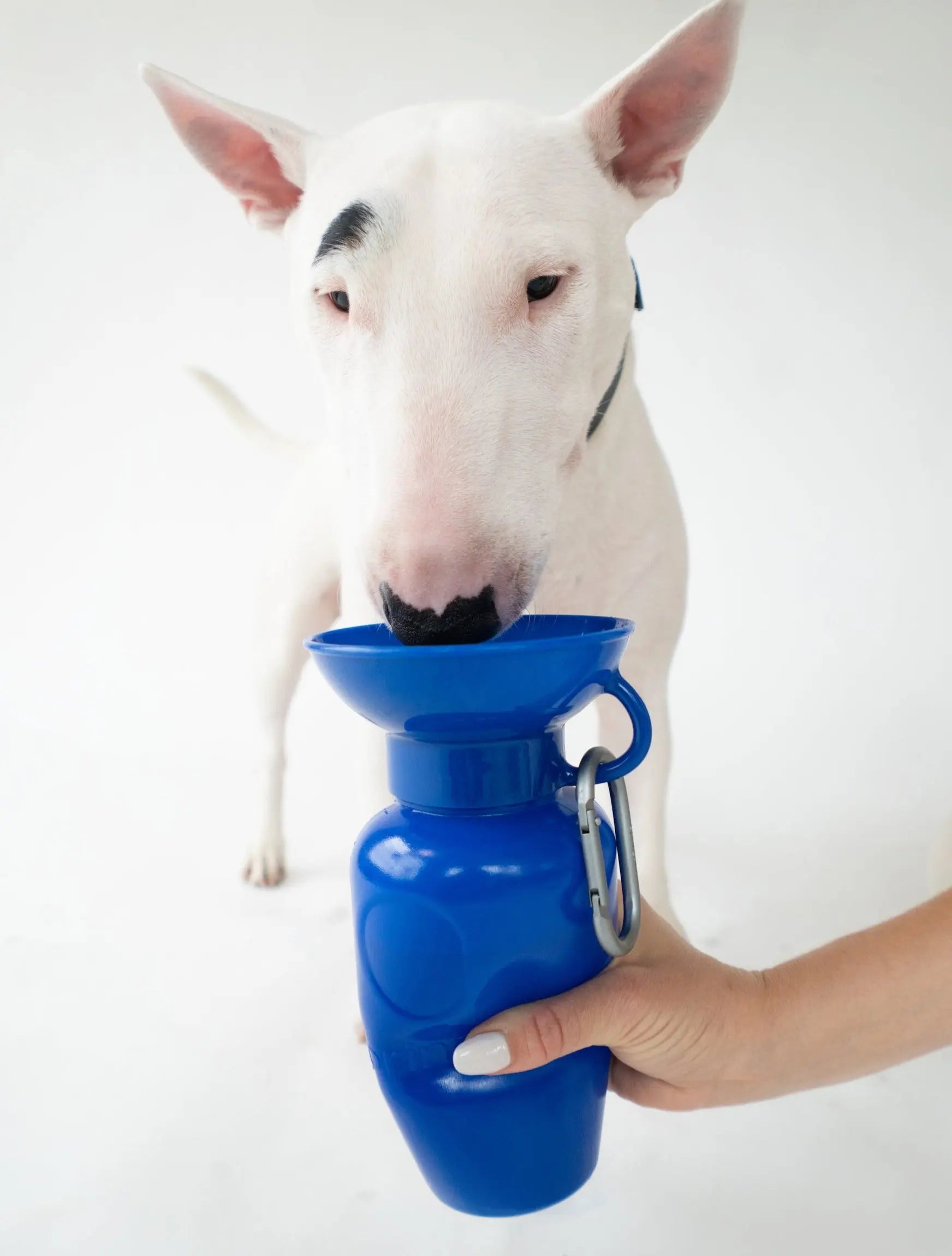 22oz Original Travel Dog Water Bottle