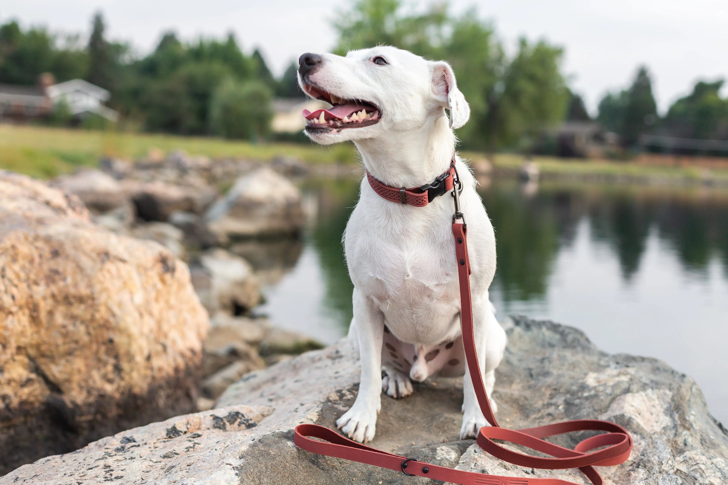 Celtic Sport Coral Reef Leather Dog Collar Euro-Dog Collars and Leads