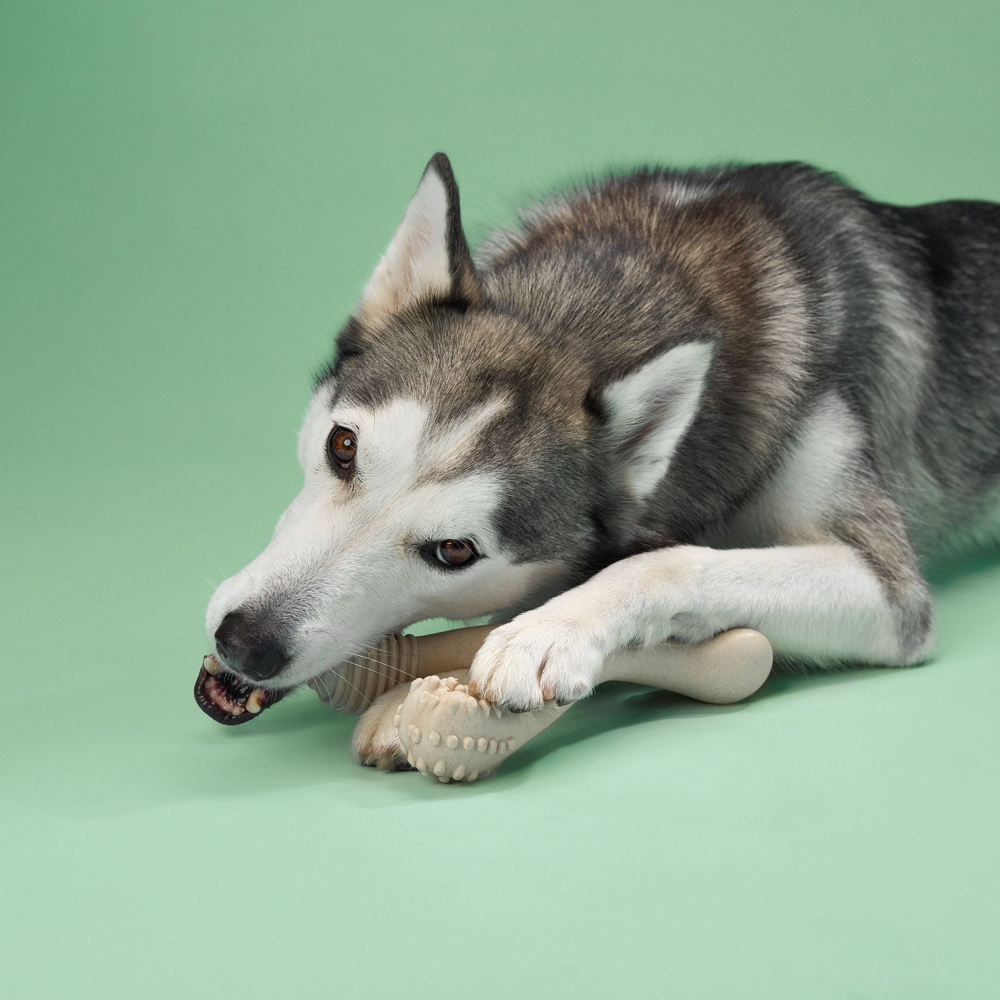 BetterBone MEDIUM Durability CHEW TOY: Perfect Chew for Everyday Chewers | Natural Ingredients, Eco-Friendly, Non-Toxic BetterBone All Natural Eco-Friendly Dog Chews & Bones