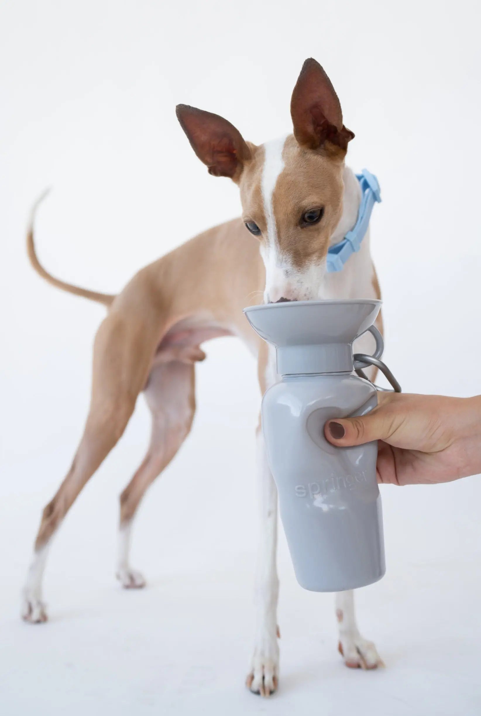 22oz Original Travel Dog Water Bottle
