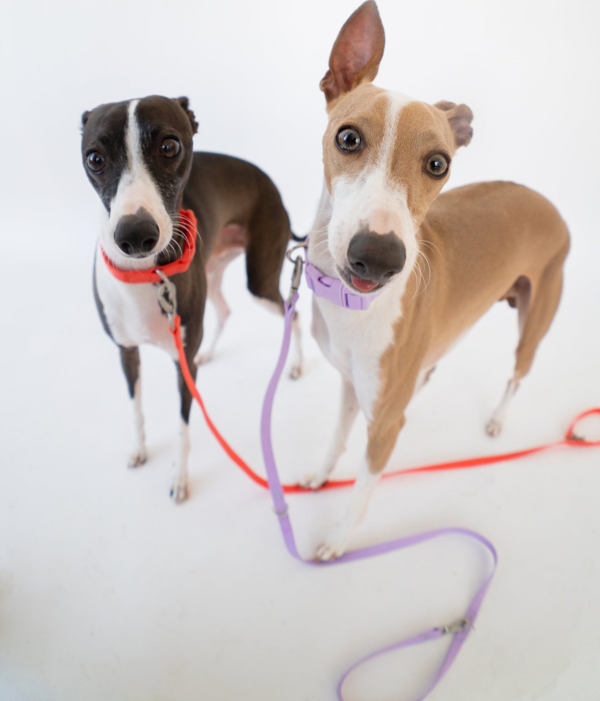 Original Dog Leash with Neoprene Handle Springland Pets