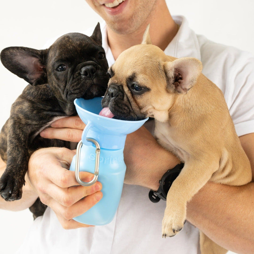 15oz Original Travel Dog Water Bottle
