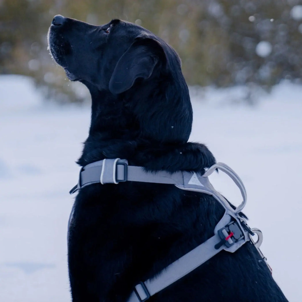 Magnetic Dog Harness with Handle - Easy On, No-Pull Design