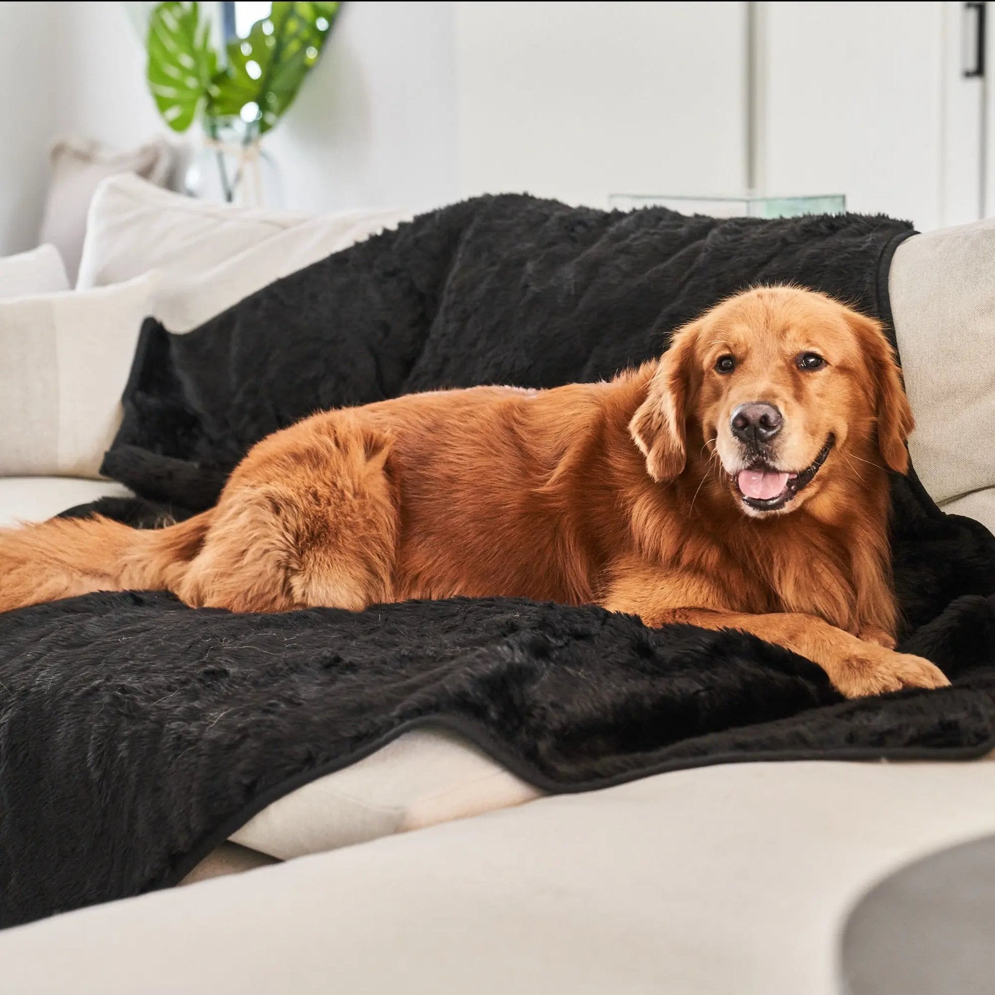 PupProtector™ Summer Short Fur Waterproof Throw Blanket - Midnight Black Paw.com