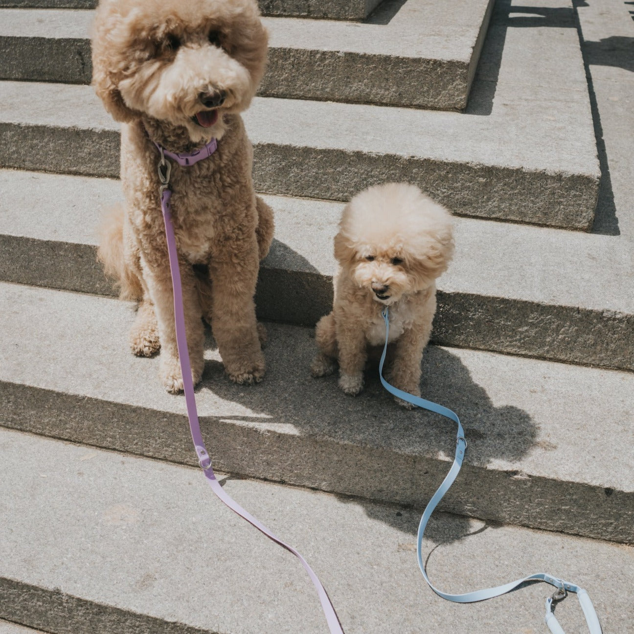 Original Dog Leash with Neoprene Handle Springland Pets