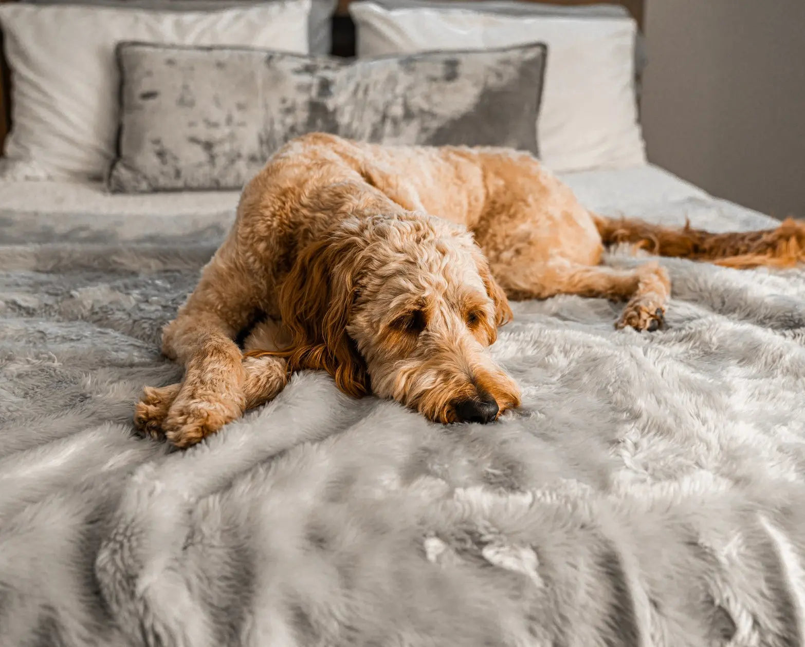 PupProtector™ Summer Short Fur Waterproof Throw Blanket - Grey Paw.com