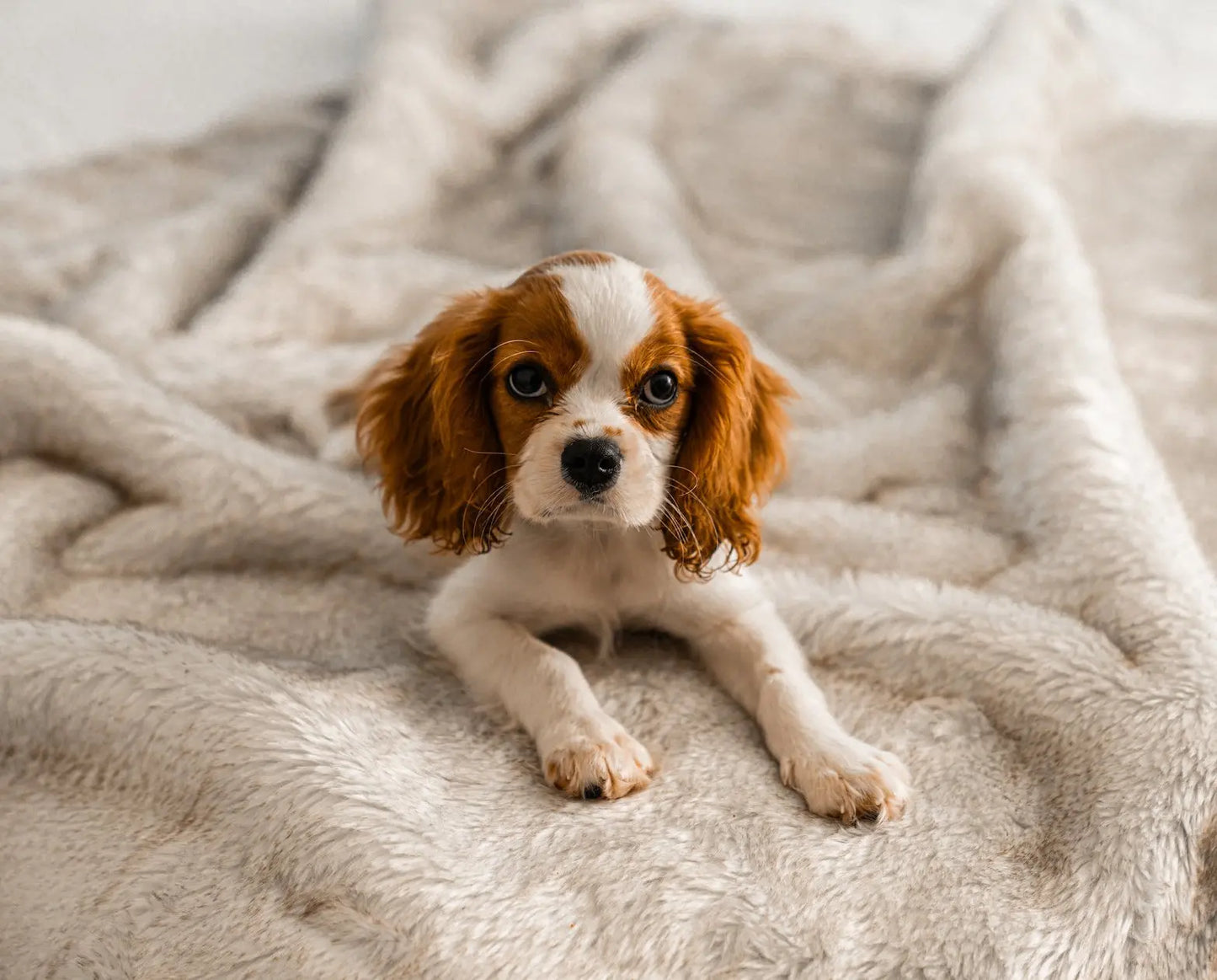 PupProtector™ Summer Short Fur Waterproof Throw Blanket - White with Brown Accents Paw.com