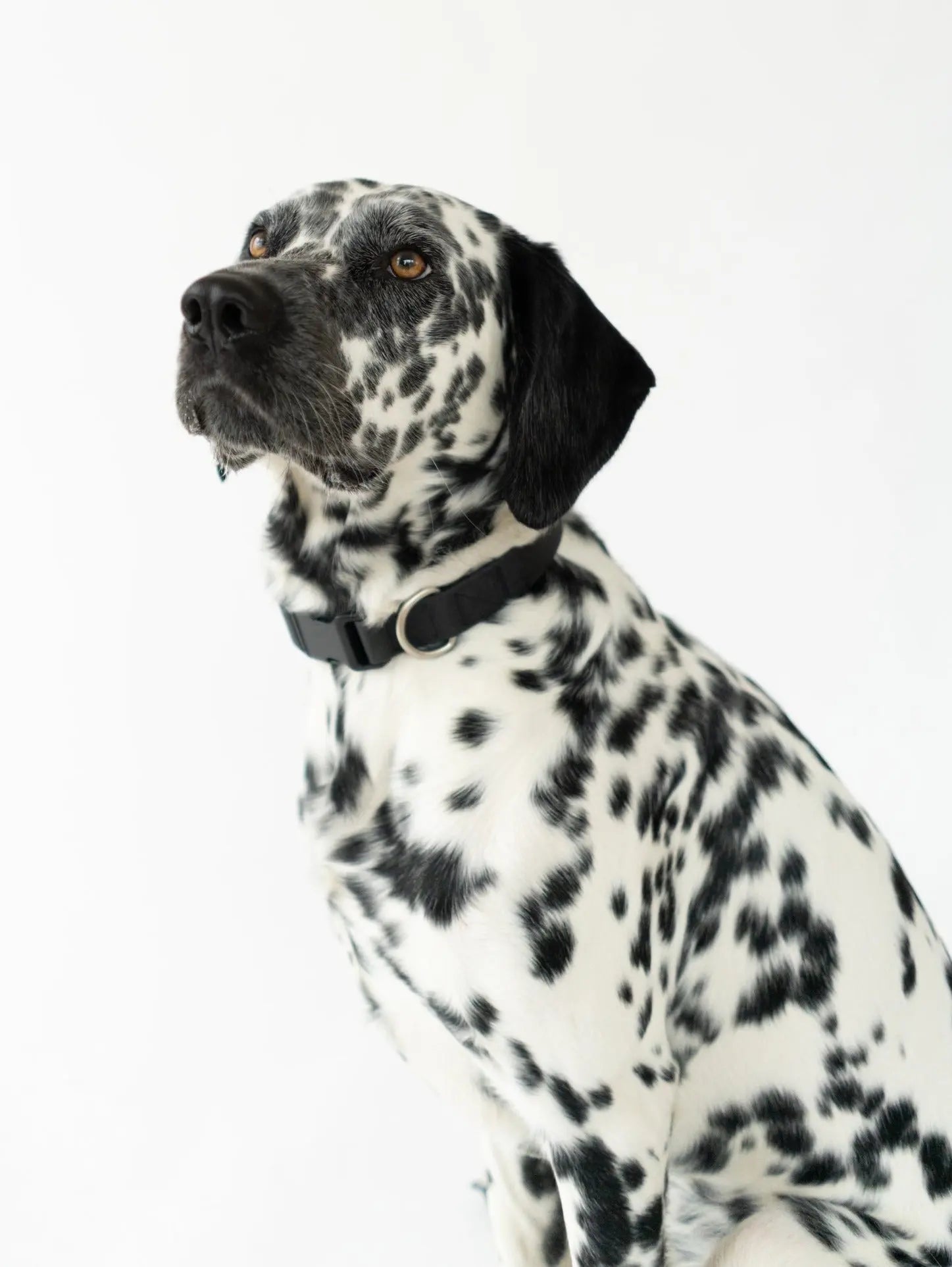 Original Waterproof Dog Collar Springland Pets