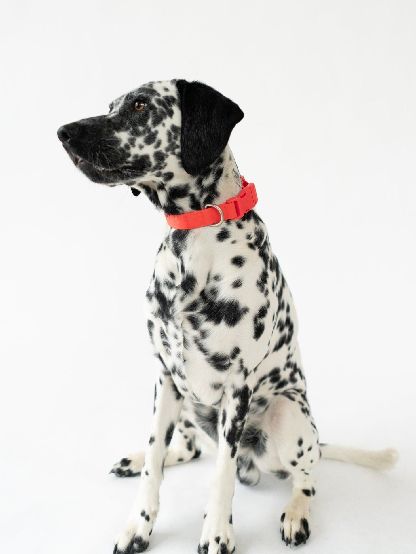 Original Dog Collar Springland Pets