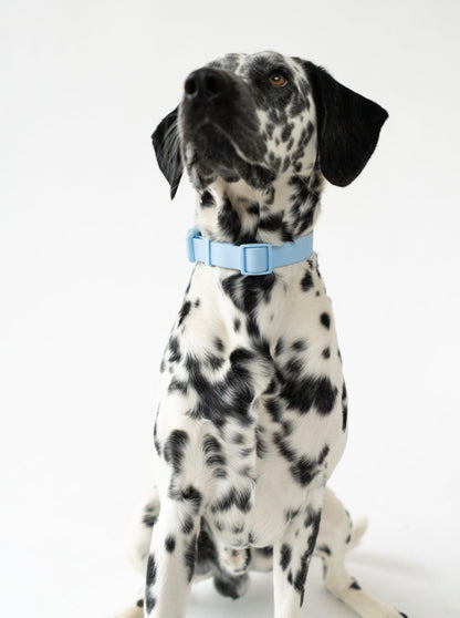 Original Dog Collar Springland Pets