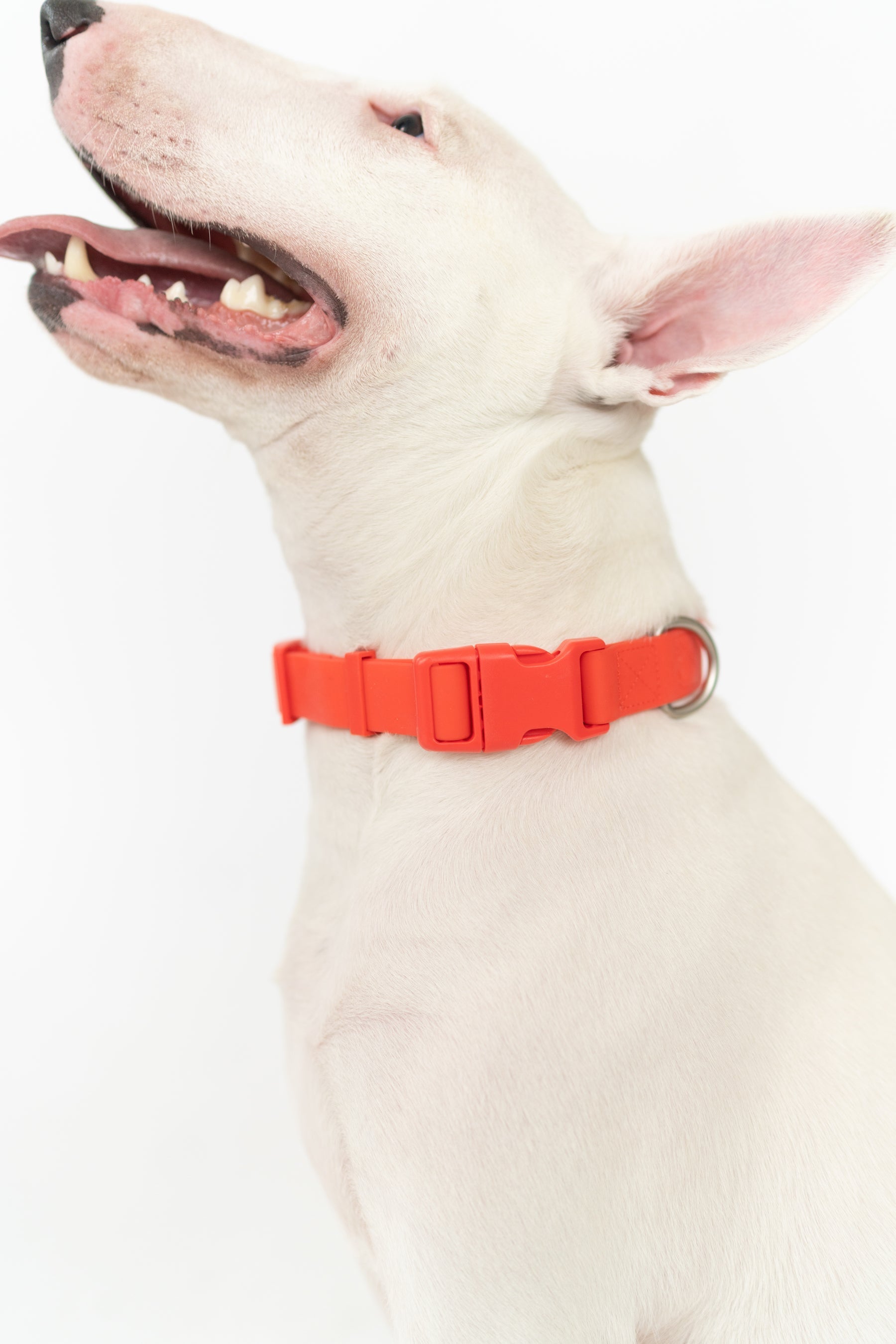 Original Dog Collar Springland Pets