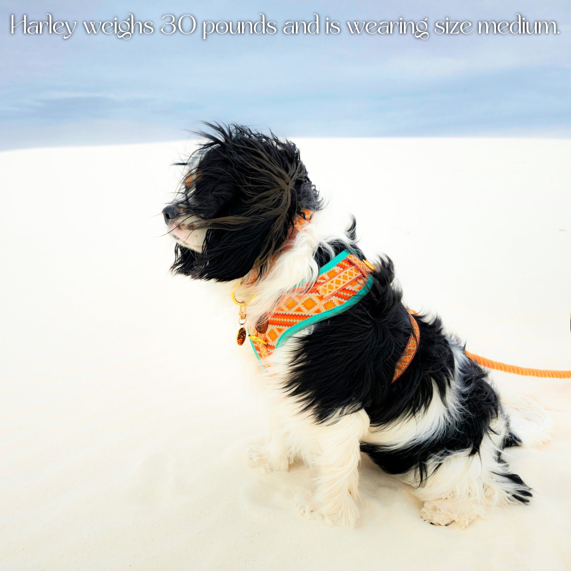 Desert Dream Harness WOLFDOGE