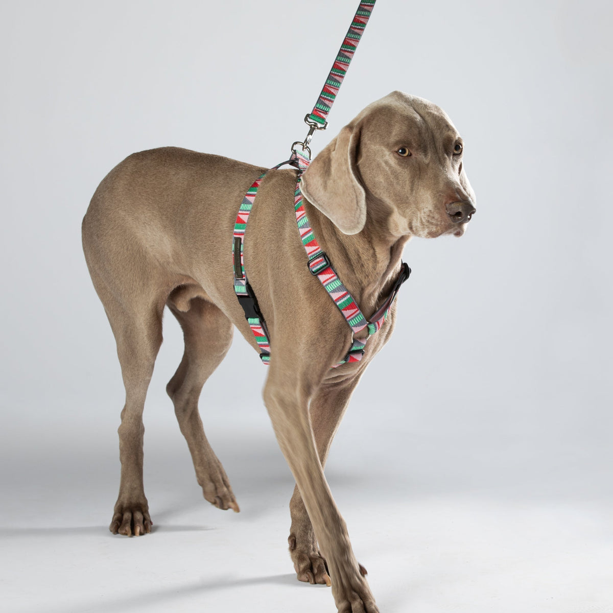 Escape Free Dog Harness 3/4''