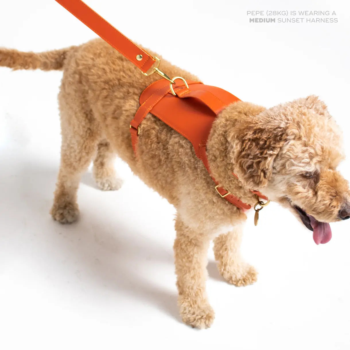 Sunset Heritage Harness Ramona For You