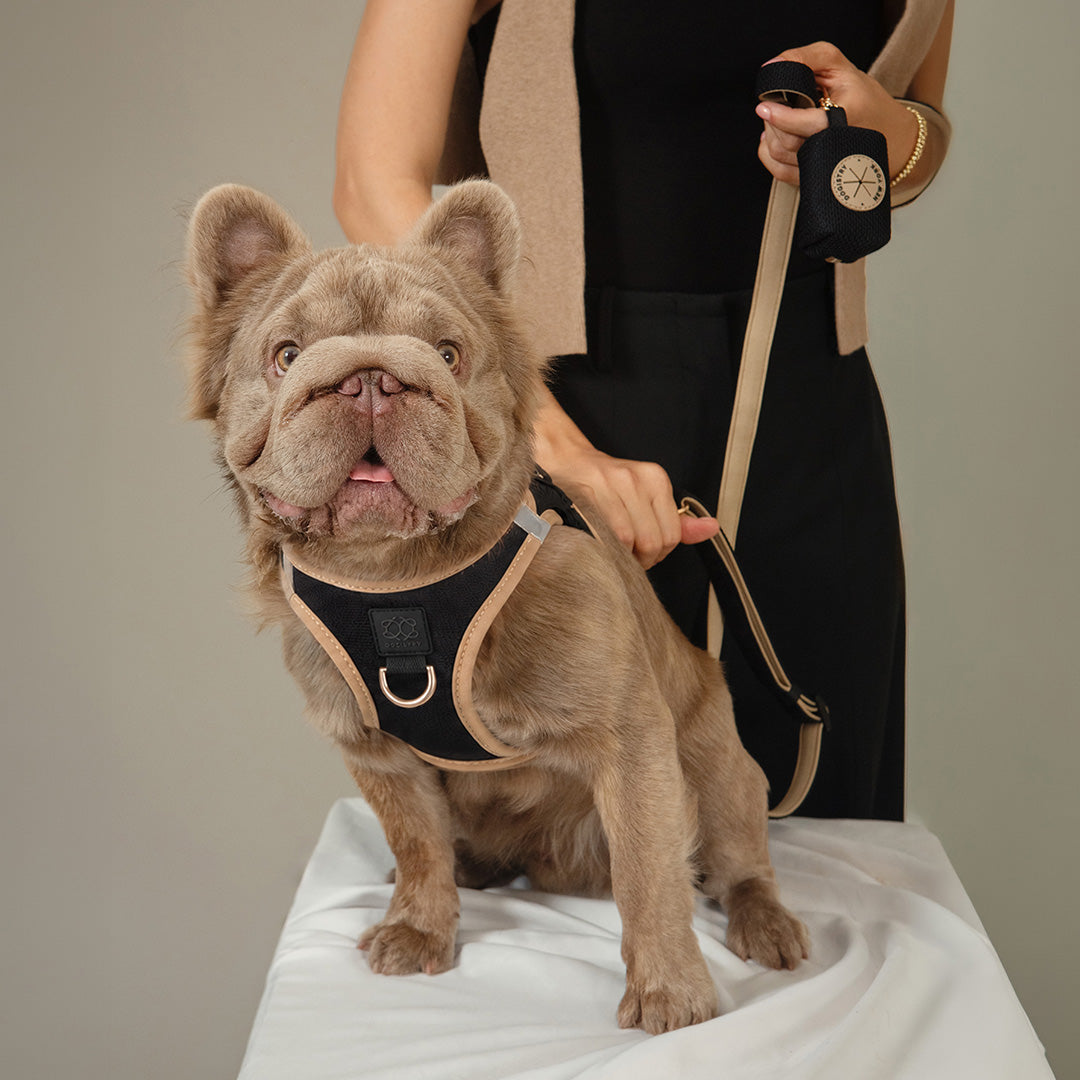 3-in-1 City Dog Leash - Crosby