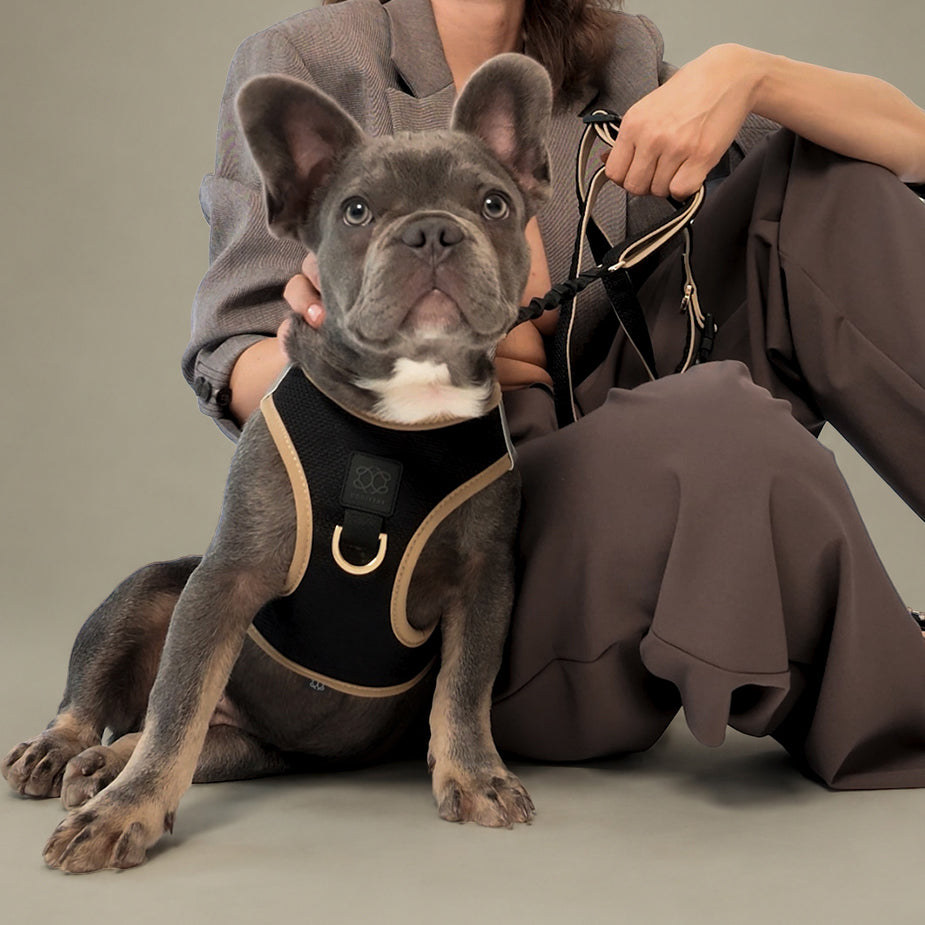 3-in-1 City Dog Leash - Crosby