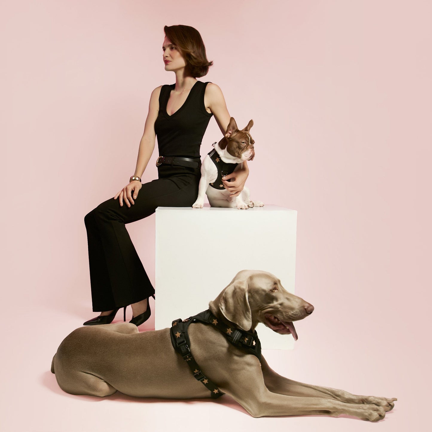 The NoMad Adjustable Luxe Harness - Rockstar