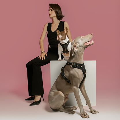 The NoMad Adjustable Luxe Harness - Rockstar