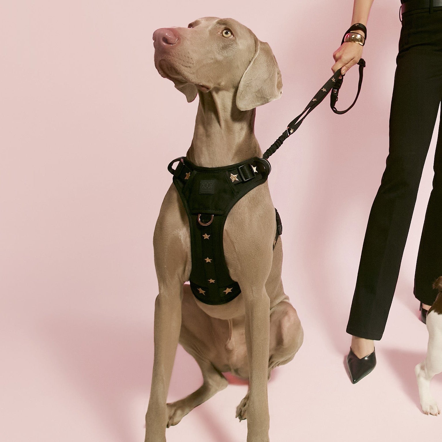 The NoMad Adjustable Luxe Harness - Rockstar