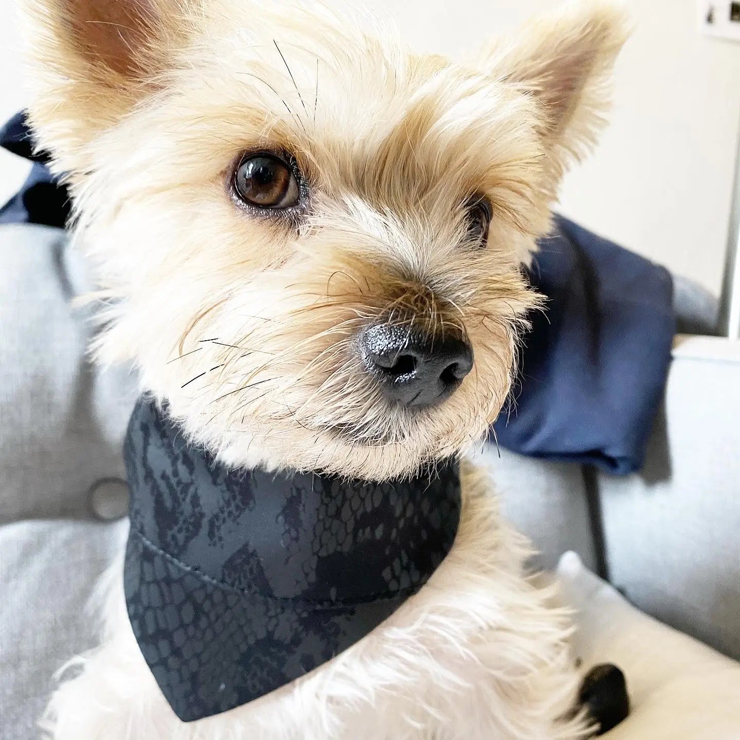 'Andy' Reversible Pet Bandana BESPOKE PAWS