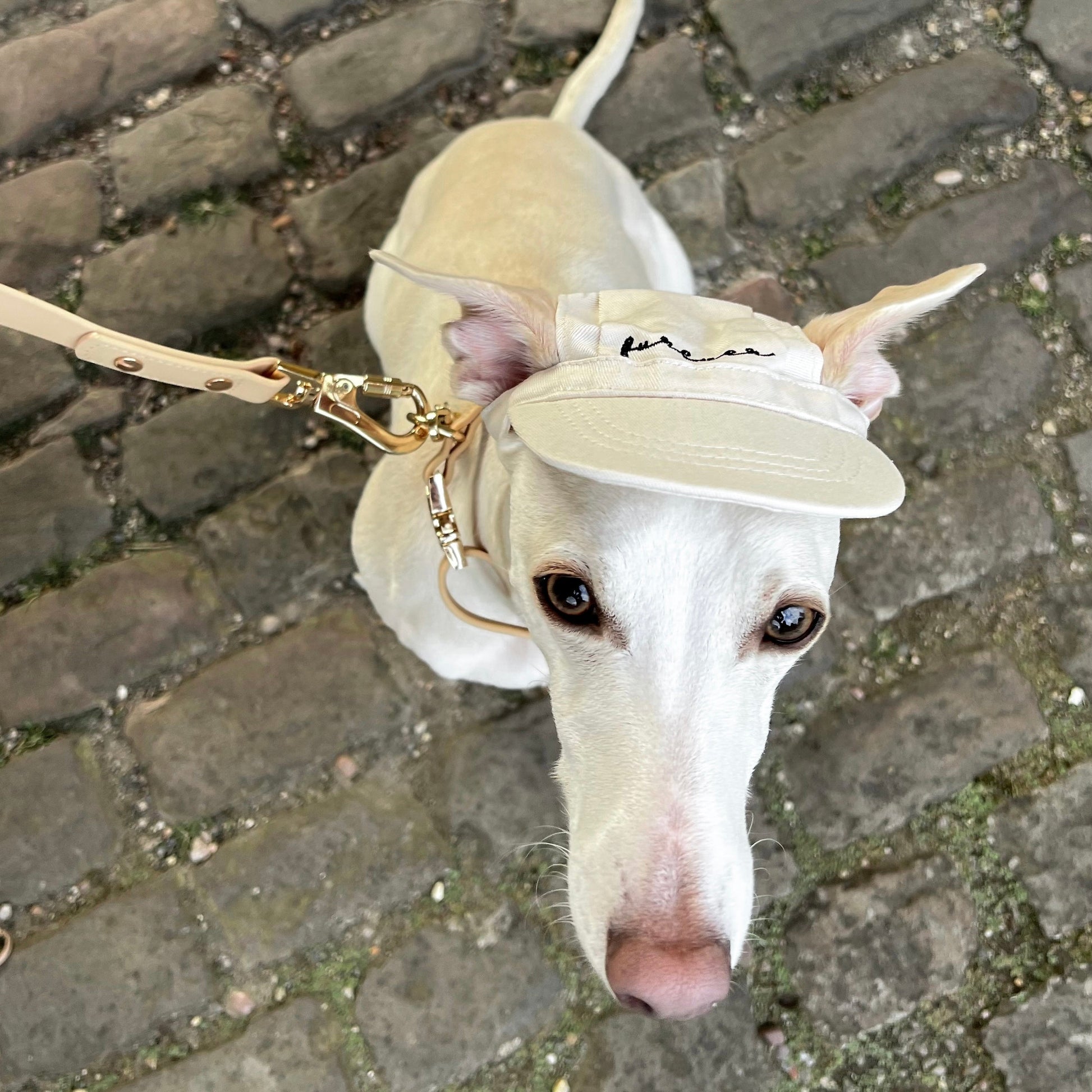 Furever Pet Hat Elise Galleria