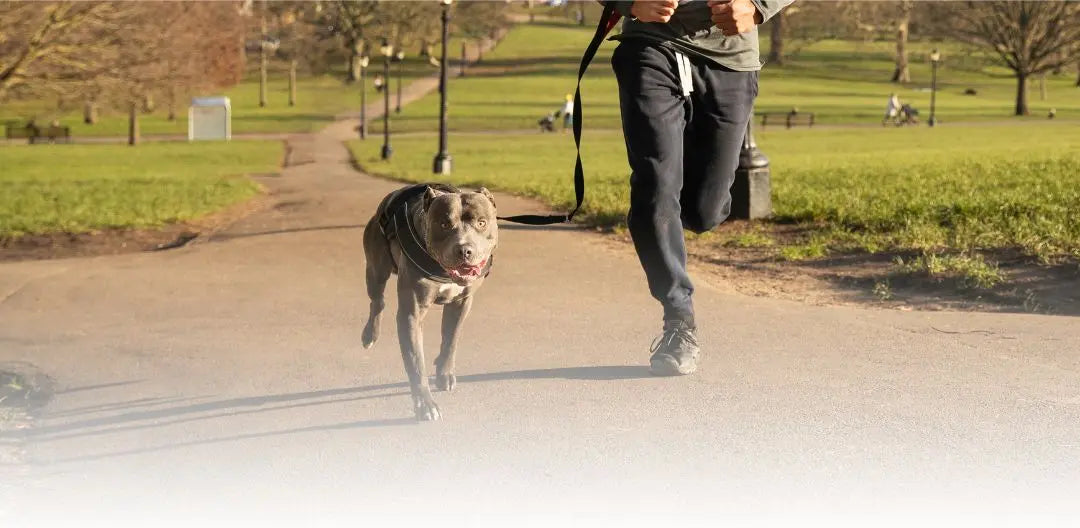 Jumbo Cat Litter Box Liners - K9 Outdoors