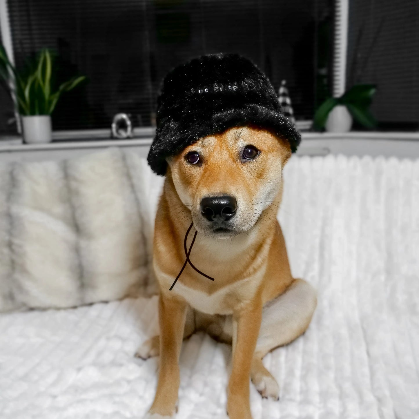 Furi Pet Hat - Noir Elise Galleria