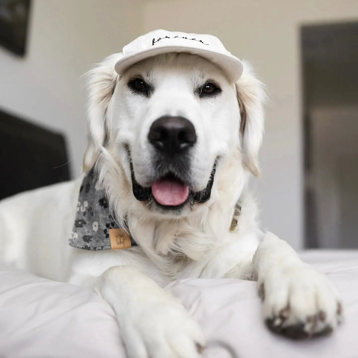 Fur Elise Furever Pet Hat