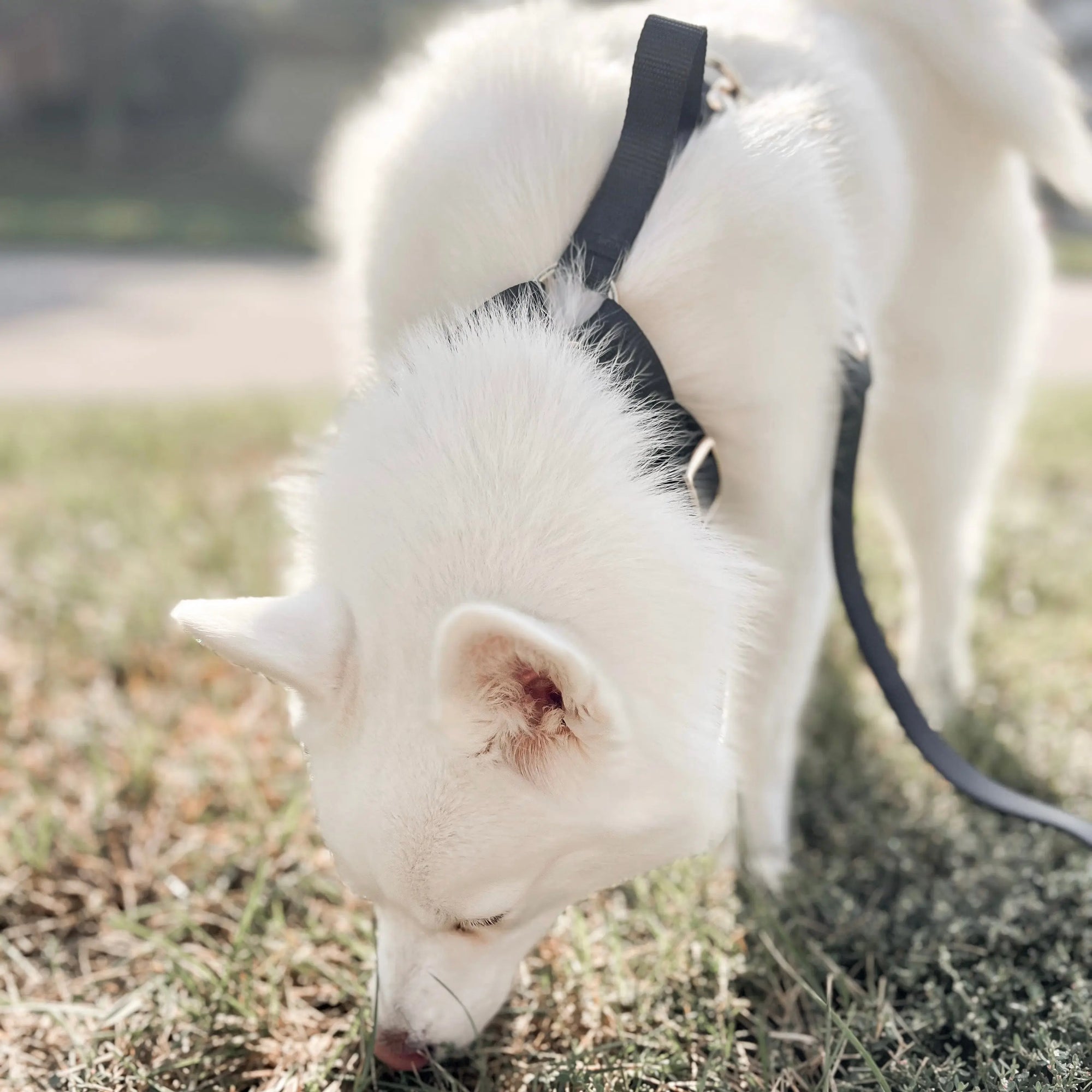 Fur Elise The Essentials Walk Set - Noir