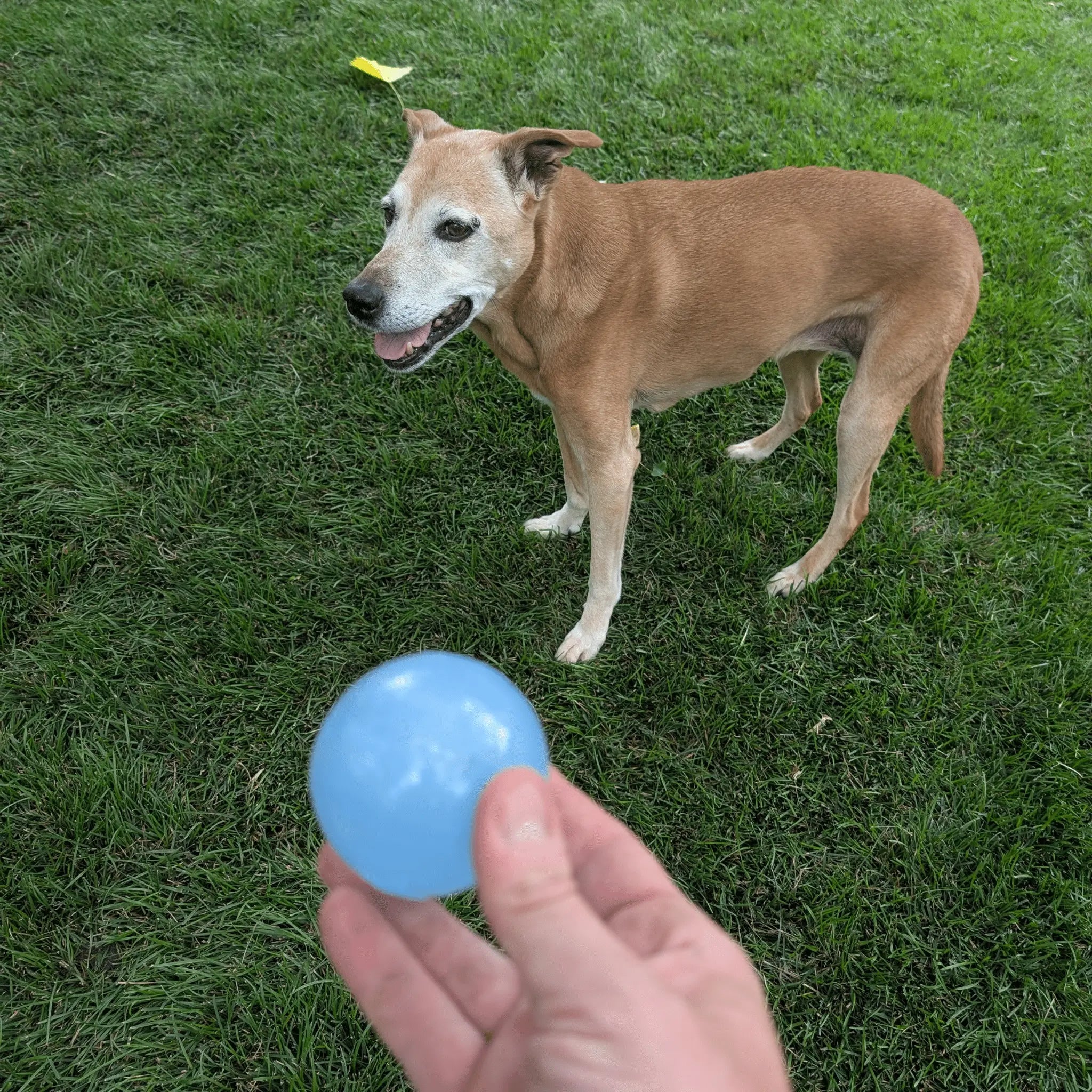 Dog Fetch Balls Farm To Pet