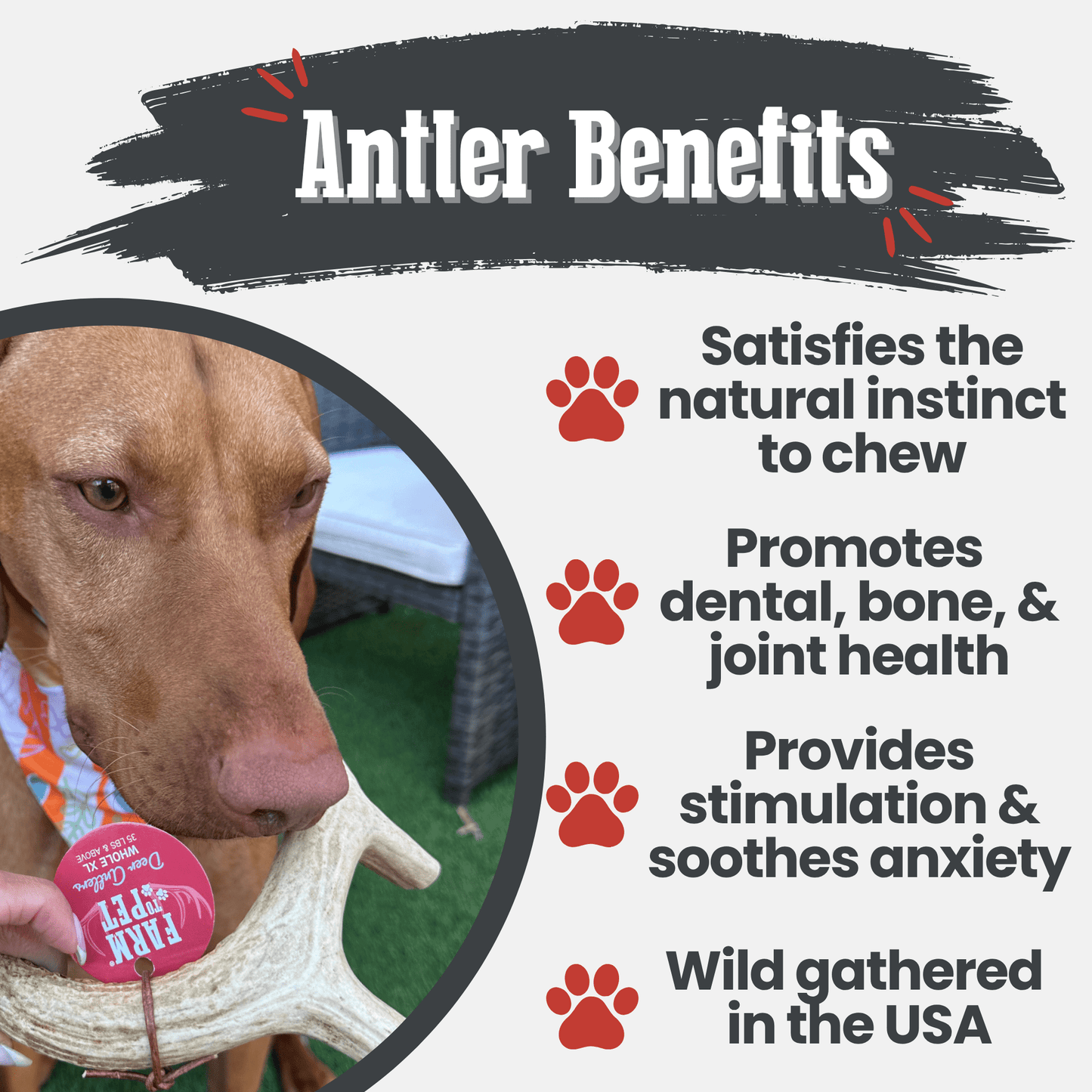 Deer Antler Dog Chews | Organic Chews for Dogs Farm To Pet