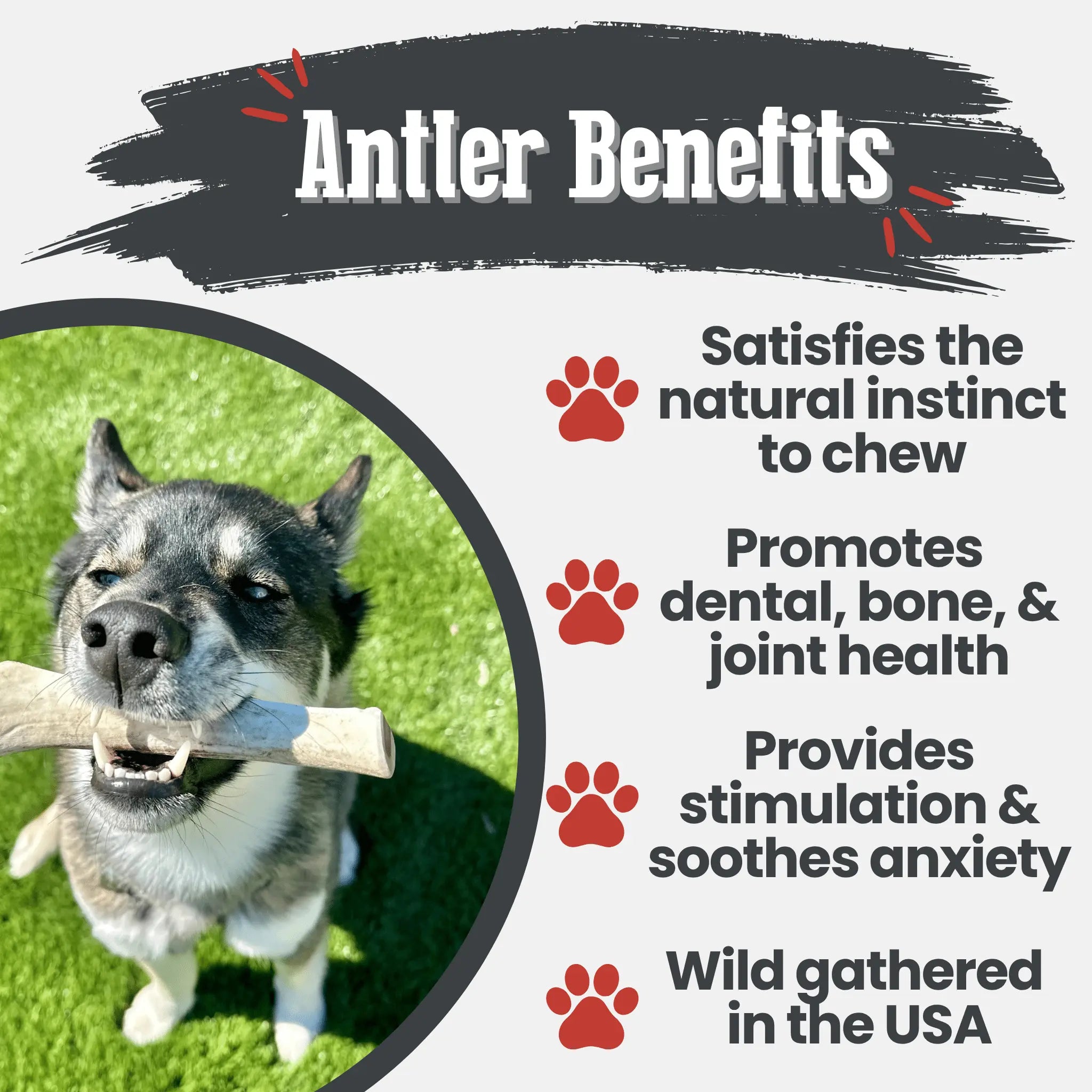 Reindeer Antler Dog Chews | Organic Chews for Dogs Farm To Pet