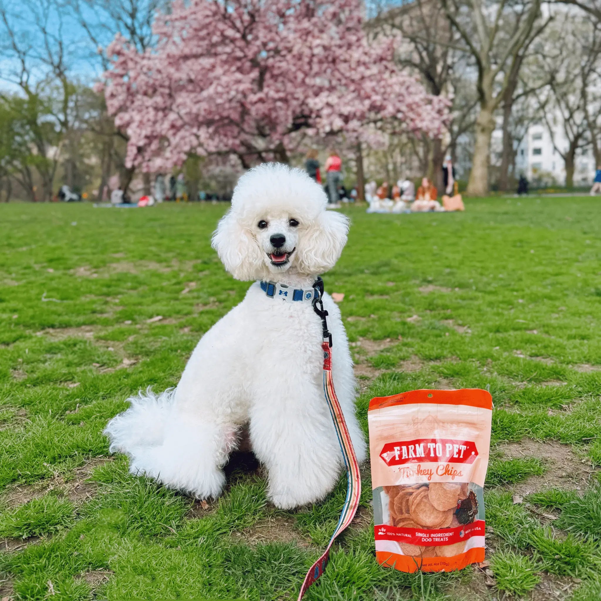 Turkey Chips for Dogs | All-Natural Single-Ingredient Healthy Dog Treats